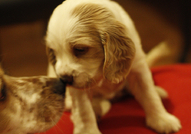 Продават се 2 кокер шпаньол с паспорт, първа ваксина и обезпар.