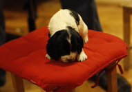 Продават се 2 кокер шпаньол с паспорт, първа ваксина и обезпар.