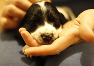 Продават се 2 кокер шпаньол с паспорт, първа ваксина и обезпар.