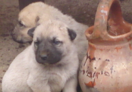 Продавам Куче Порода Турски Кангал