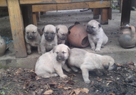 Продавам Куче Порода Турски Кангал