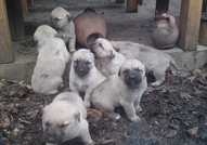 Продавам Куче Порода Турски Кангал