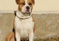 Американски Стафордширски Териер