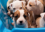 Американски Стафордширски Териер