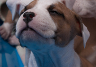 Американски Стафордширски Териер