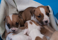 Американски Стафордширски Териер