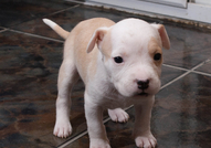 Американски Стафордширски Териер