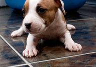 Американски Стафордширски Териер