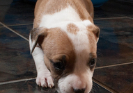 Американски Стафордширски Териер