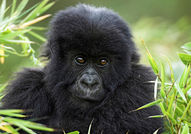 Едни сладури :)