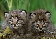 Едни сладури :)