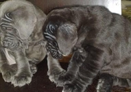 Неаполитански мастифи продава