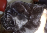 Неаполитански мастифи продава