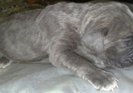 Неаполитански мастифи продава