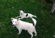 Подарявам прекрасно куче за къща / вила