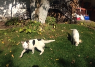 Подарявам прекрасно куче за къща / вила