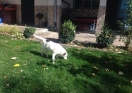 Подарявам прекрасно куче за къща / вила