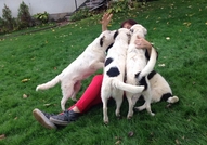 Подарявам прекрасно куче за къща / вила