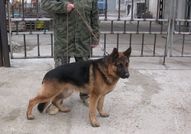 Продавам източно европейски овчарки, три мъжки и ...