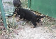 Продавам източно европейски овчарки, три мъжки и ...