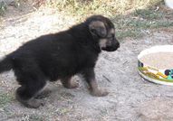 Продавам източно европейски овчарки, три мъжки и ...