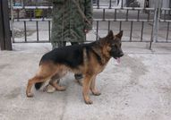 Продавам източно европейски овчарки, три мъжки и ...