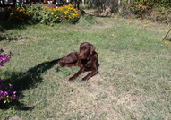 Продавам Шоколадов Лабрадор - Макс, на 2 години.От...