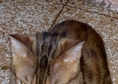 Кастриран бенгалски котарак Котарака BG*Oleg Chic...