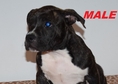 This beautiful American Bully puppies  up for grab...