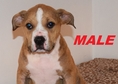 This beautiful American Bully puppies  up for grab...