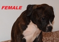 This beautiful American Bully puppies  up for grab...