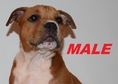 This beautiful American Bully puppies  up for grab...