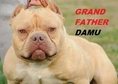 This beautiful American Bully puppies  up for grab...