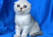 Клепоухи късокосмести котенца