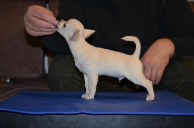 Male chihuahua puppy available, show class, great ...