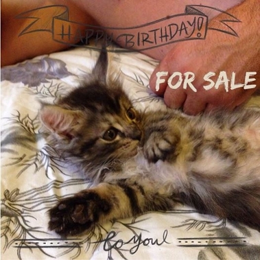 Продавам котета Мейн Куун. Ваксинирани и обезпараз...