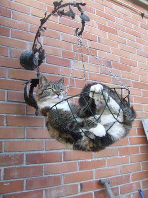 Без коментар