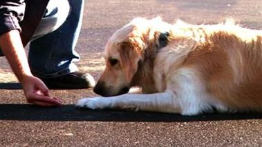 Команда "Легни"