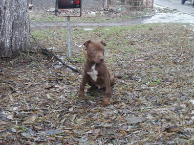 Re: Купиране на уши - Питбул на 3 месеца !