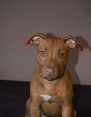 Историческите причини за купирането на ушите при Питбула