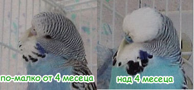Re: По какво се познава възрастта на вълнист папагал