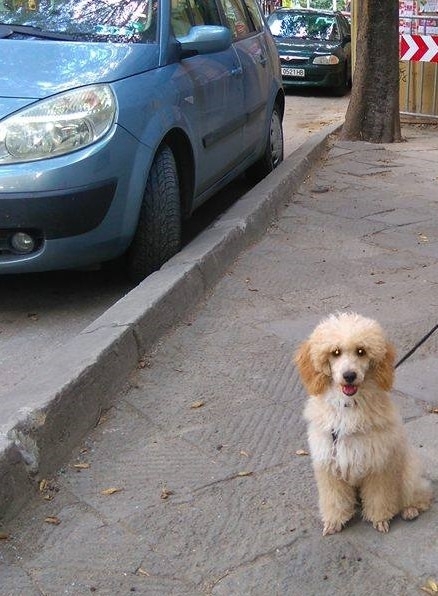 Мъжки среден пудел, на 4 месеца кайсиев на цвят с...