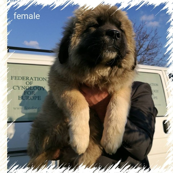 Продавам женско кученце, порода кавказка овчарка. ...