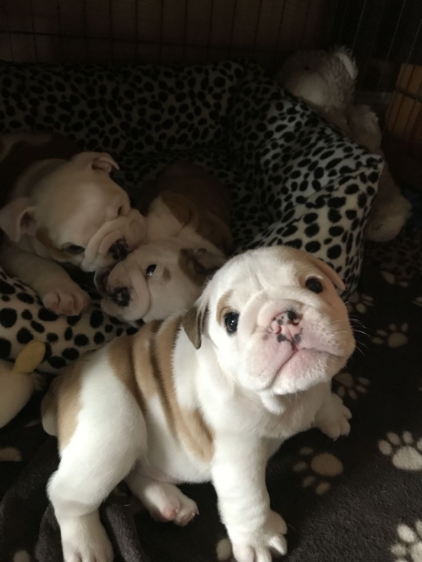 от родители с родословие и със собствено родослови...