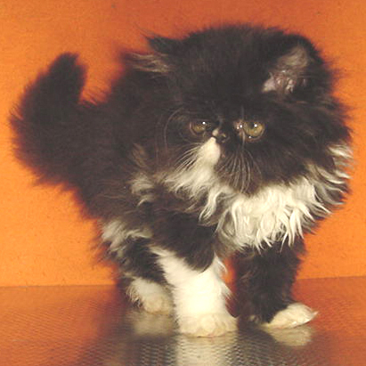 ПЕРСИЙСКИ КОТЕНЦА - МОМИЧЕНЦА