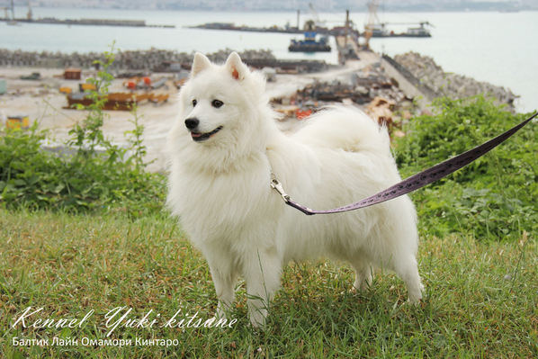 Re: От къде да купя малък японски шпиц - легитимни развъдници?