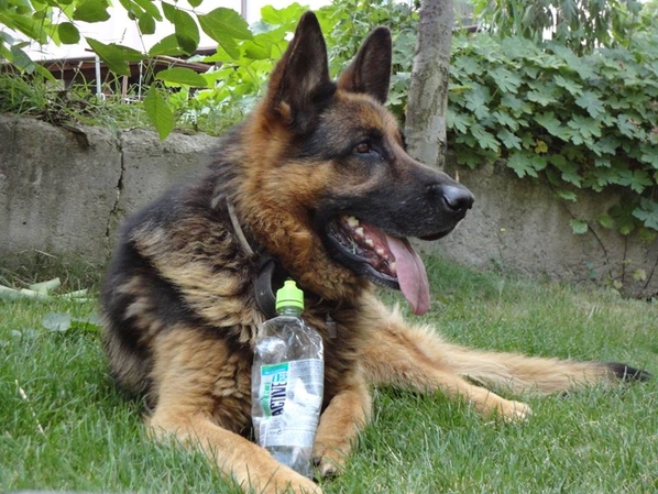 Снощи, в района на кв. Драгалевци е изчезнала мъжк...