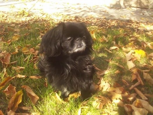 ИЗГУБЕНО КУЧЕНа 07.06.2014г. в района на квартал Л...