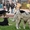Започва безплатната кастрация на домашните кучета в София